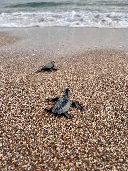 Antalya Kumsalları Carettaların Umudu Oldu 3